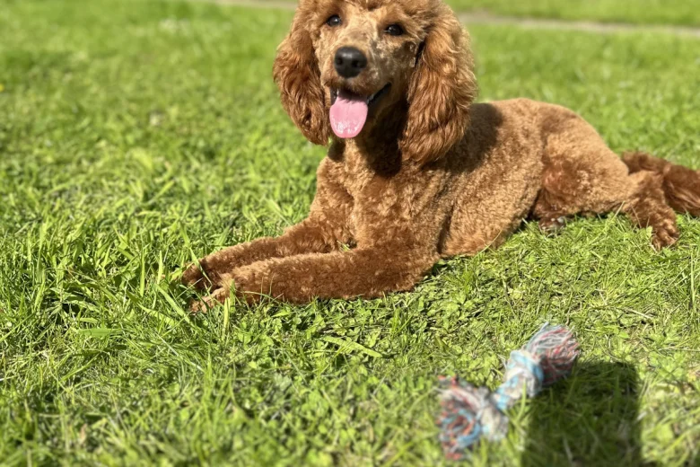 Miniature Poodle