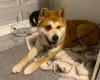 Akita