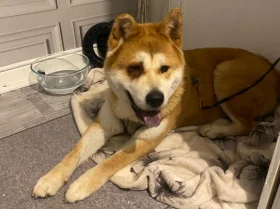 Akita