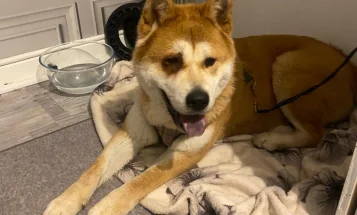 Akita