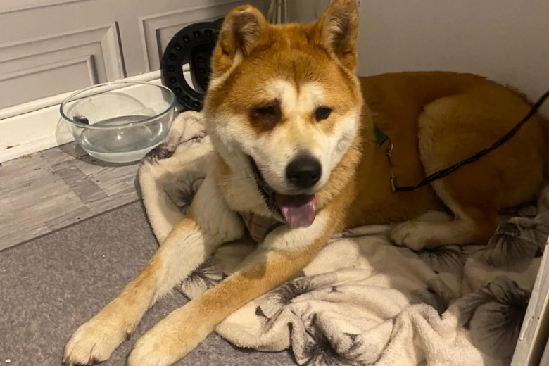 Akita