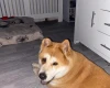 Akita
