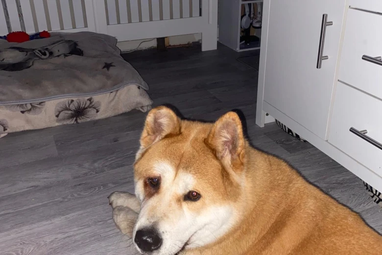 Akita
