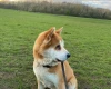 Akita