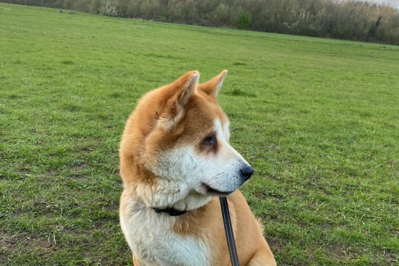 Akita