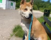 Akita