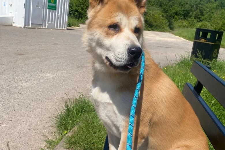 Akita