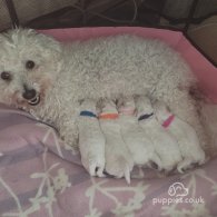 Bichon Frise - Both