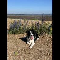 Border Collie