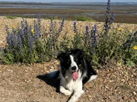Border Collie