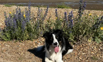 Border Collie
