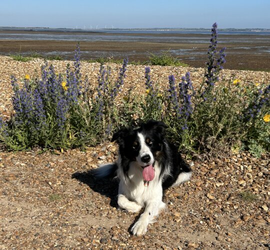 Border Collie