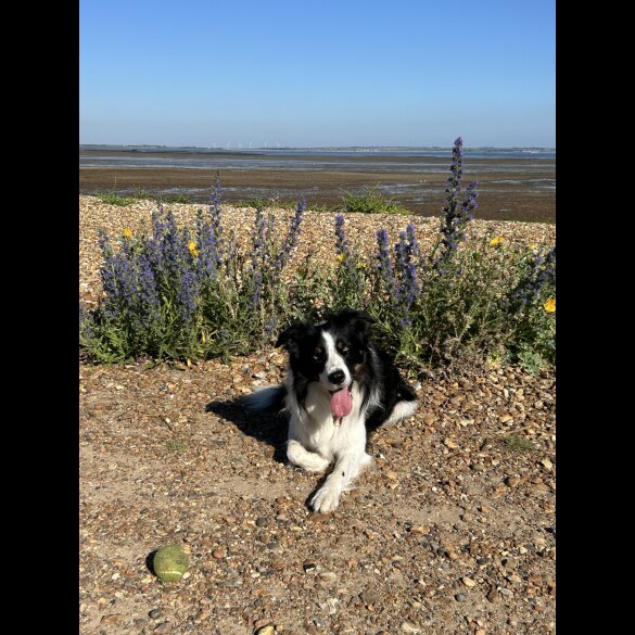 Border Collie