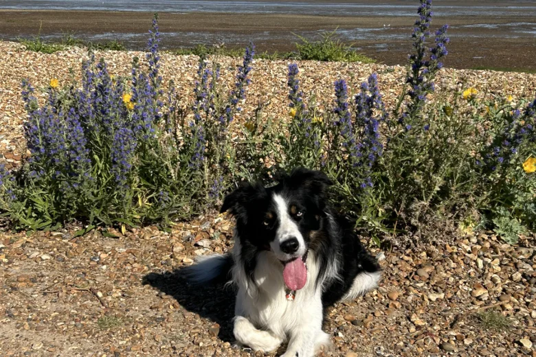 Border Collie