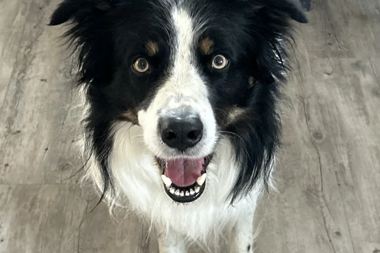 Border Collie