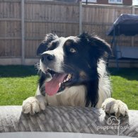 Border Collie