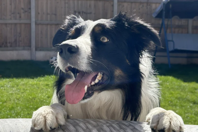 Border Collie