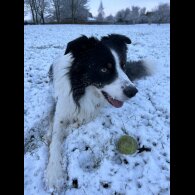 Border Collie