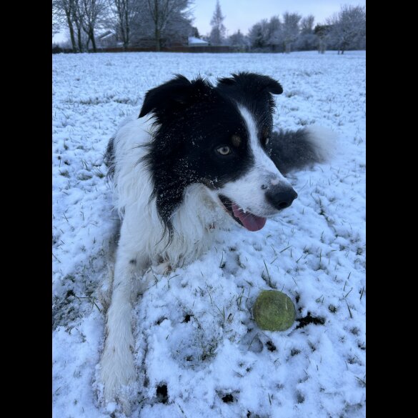 Border Collie