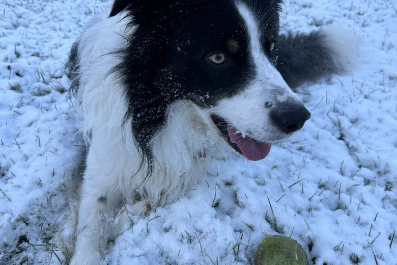 Border Collie
