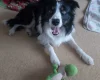 Border Collie
