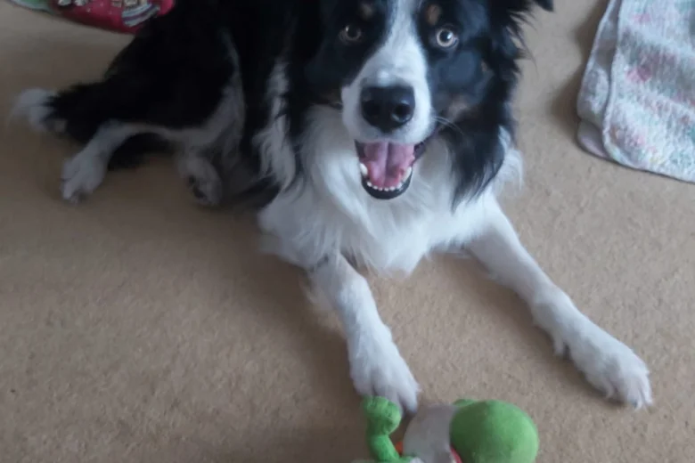 Border Collie