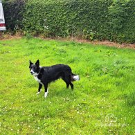 Border Collie - Both