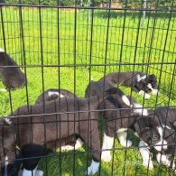 Border Collie - Both