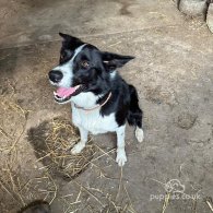 Border Collie - Bitches