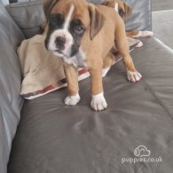 Boxer - Both