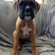 Boxer - Both