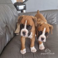 Boxer - Both