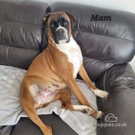 Boxer - Both