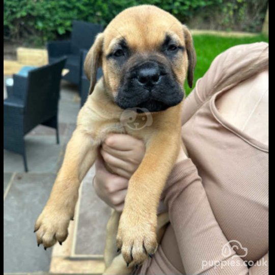 Bullmastiff - Both