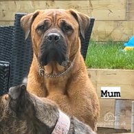 Bullmastiff - Both