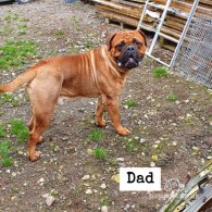 Bullmastiff - Both