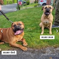 Bullmastiff - Both