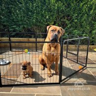 Bullmastiff - Both