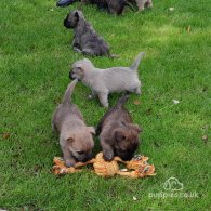 Cairn Terrier - Both