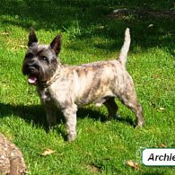 Cairn Terrier - Both