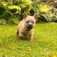 Cairn Terrier - Both