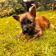 Cairn Terrier - Both