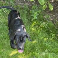 Cane Corso - Both