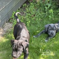 Cane Corso - Both