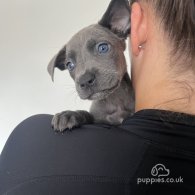 Cane Corso - Both