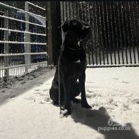 Cane Corso - Both