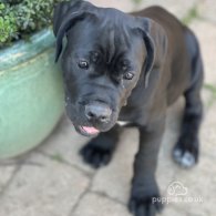 Cane Corso - Both