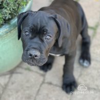 Cane Corso - Both