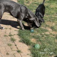 Cane Corso - Both