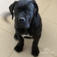 Cane Corso - Both